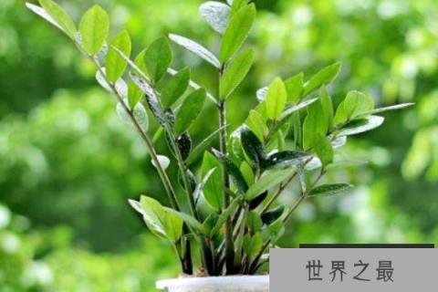 客厅常见的大盆栽植物：客厅适合摆放什么绿植？