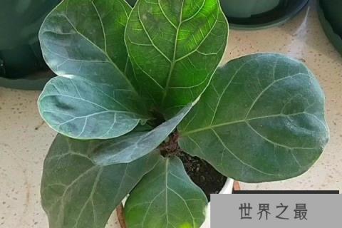 客厅常见的大盆栽植物：客厅适合摆放什么绿植？