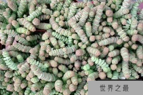 家里最旺财的十种花：家里养什么花最旺财？