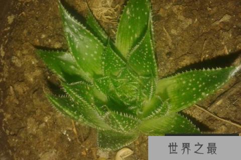 防辐射最强的7种植物：防辐射植物哪个最好？