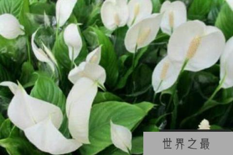 除甲醛十大排名植物：白掌绿萝吊兰全部上榜