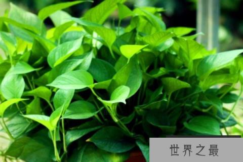 除甲醛十大排名植物：白掌绿萝吊兰全部上榜