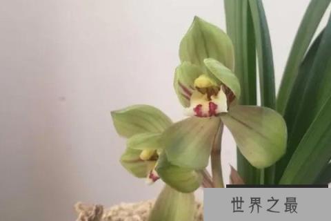 哪种兰花最名贵？最名贵的10种兰花价格