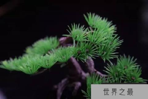 中国十大吉祥植物排行榜