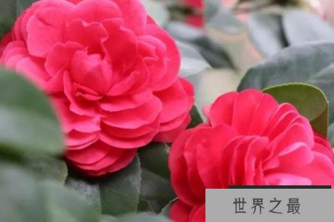 中国十大极品名贵茶花，十八学士荣获冠军