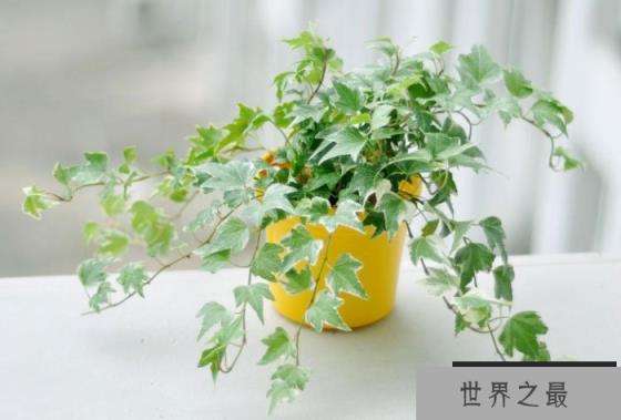 10种室内最好养的植物：常春藤、吊兰均上榜