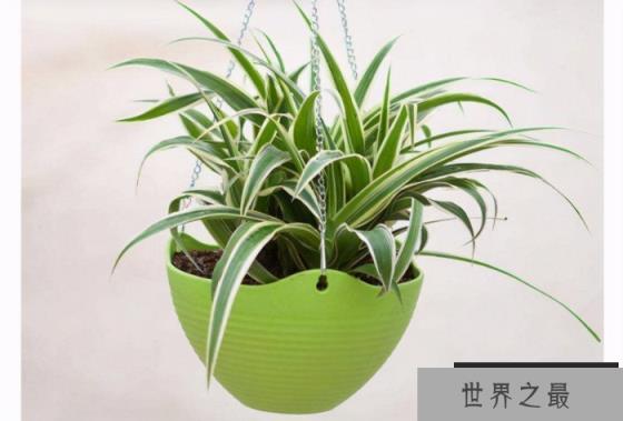 10种室内最好养的植物：常春藤、吊兰均上榜