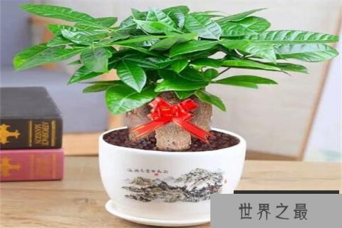 盘点客厅最旺宅的大型植物，发财树排榜首