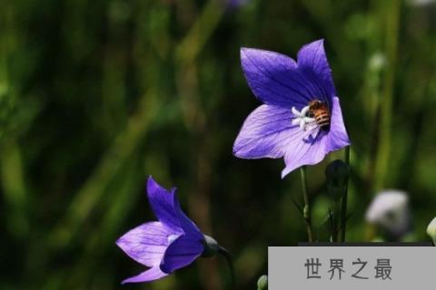 世界上最高冷的花朵排名，蓝雪花高居榜首