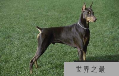 杜宾犬