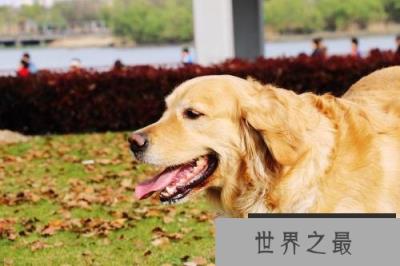 世界十大名犬排名，金毛犬第一杜宾犬排第二