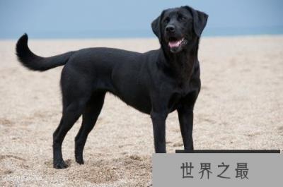 世界10大忠诚度最高的狗，你家的爱犬有没有上榜