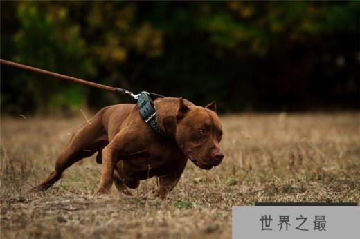 比特犬