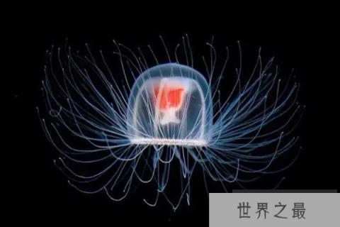 寿命最长的海洋生物排名，海龟只能排最后，第一名能长生