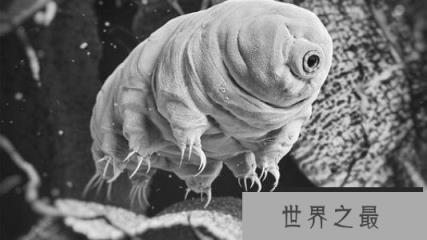 世界上最强的不死生物是什么？就是水熊虫！