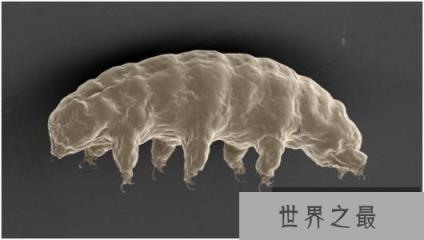 世界上最强的不死生物是什么？就是水熊虫！