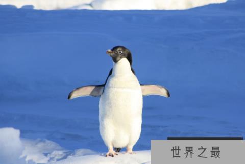 海洋生物十大可爱生物