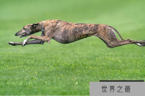 世界优秀猎犬十大排名，灵缇速度最快，第五是中国比特犬