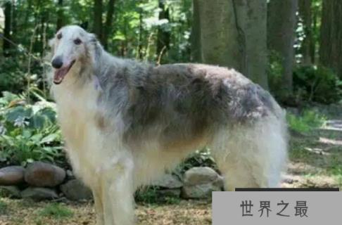 世界优秀猎犬十大排名，灵缇速度最快，第五是中国比特犬