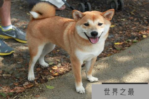 中华田园犬