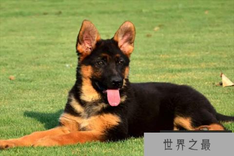 德国牧羊犬