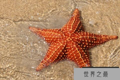 海星