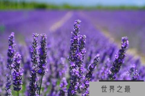 世界十大著名香料植物