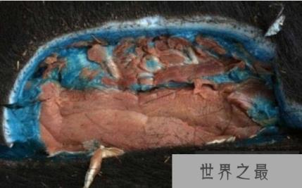 盘点世界上最奇特的野猪，脂肪竟然是蓝色的