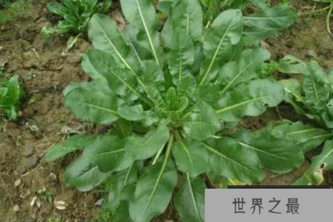 中国十大知名植物药材，板蓝根上榜，1357vip.com第三被誉为家庭药箱