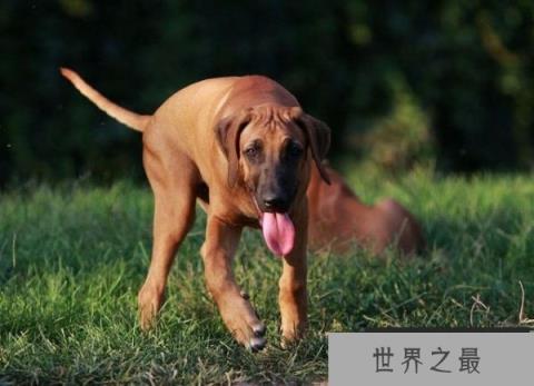 什么狗嗅觉最好？世界十大嗅觉猎犬品种排名