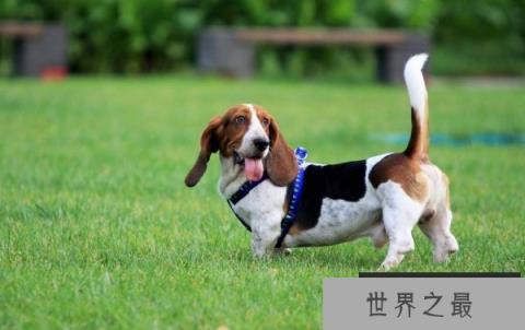 什么狗嗅觉最好？世界十大嗅觉猎犬品种排名