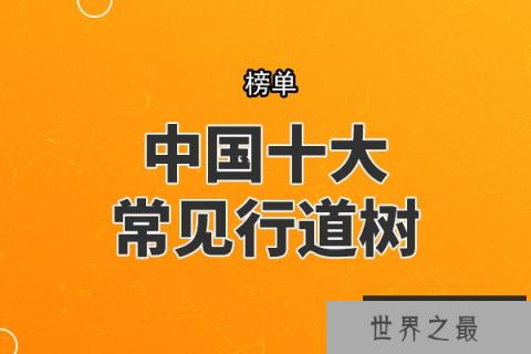 中国十大常见行道树，银杏树上榜，第四最为常见