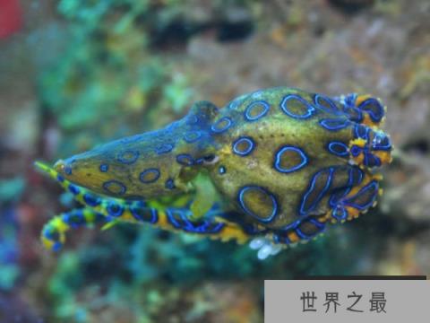 世界上最毒的章鱼，蓝环章鱼奇毒无比