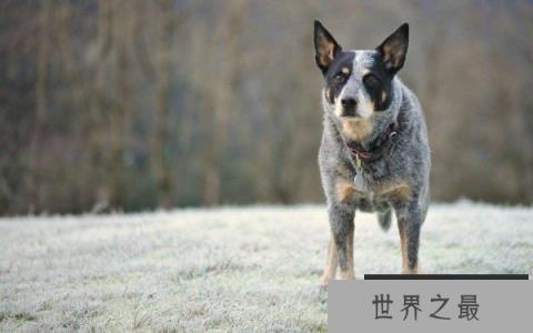 澳大利亚牧牛犬