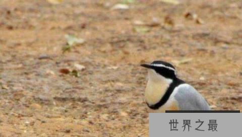 世界上最勇敢的鸟，牙签鸟从鳄鱼嘴里夺食