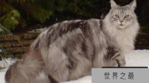 世界上最长的猫，缅因猫斯蒂威身长达1米23