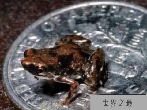 世界上最小的脊椎动物，阿马乌童蛙仅7.7毫米