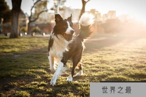 边境牧羊犬