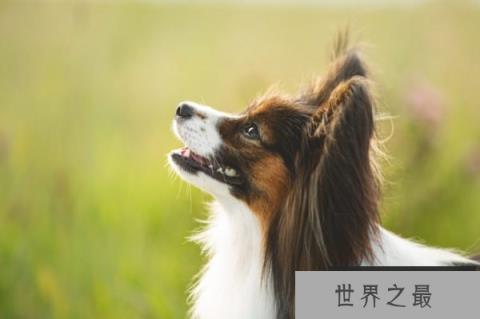 蝴蝶犬