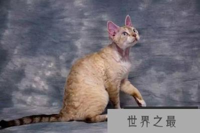 德文卷毛猫