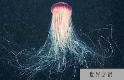 世界上最毒的海洋生物 澳洲方水母(携带剧毒)