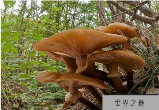 世界上最大的生物 巨型蜜环菌至少2400多年(仍不断生长)