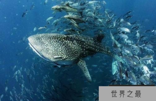 世界上最大的鱼 鲸鲨最长可达20米(吃浮游生物)