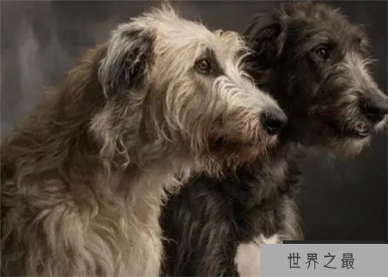 世界上尾巴最长的狗爱尔兰猎狼犬尾巴长76.8cm(体型庞大)