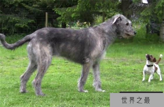 世界上尾巴最长的狗爱尔兰猎狼犬尾巴长76.8cm(体型庞大)