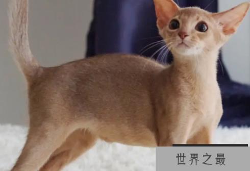 世界上血统最高贵的猫 阿比西尼亚猫(有4000年历史)