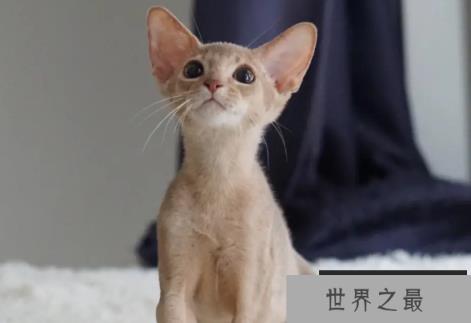 世界上血统最高贵的猫 阿比西尼亚猫(有4000年历史)