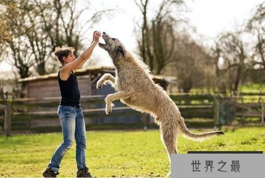 世界上最大的犬 爱尔兰猎狼犬有超敏捷的身手(攻击力强)