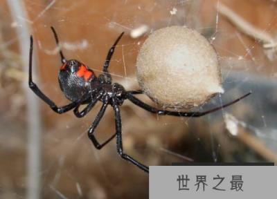 中国十大毒蜘蛛，黑寡妇蜘蛛毒性最强