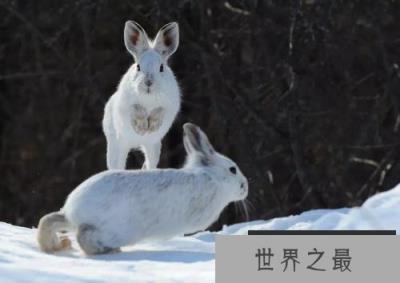 世界上最会变色的兔子，白靴兔自带雪地靴